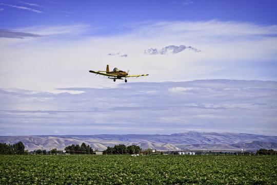 Crop Duster Sprays Potato Field