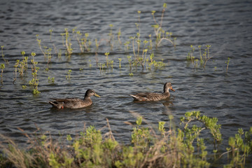 Anas wyvilliana (Hawaiian Duck) swimming at Kealia Pond National Wildlife Refuge
