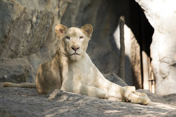 Image of a female lion on nature background. Wild Animals.