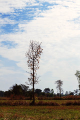 Fototapeta na wymiar Dry trees on a field.