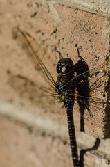 Dragonfly clinging to brick wall in the summer