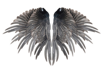 Beautiful wings  isolated on white background
