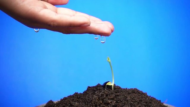 Children hand watering drop on young tree over blue screen, slow motion
