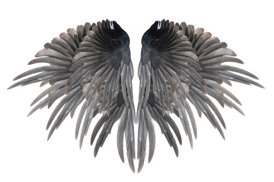 Beautiful wings  isolated on white background