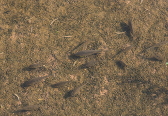 A school of smallmouth bass eating at Kealia Pond Maui, Hawaii