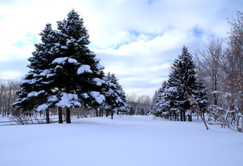 Sapporo winter scenery