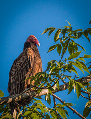 Turkey vulture - Cathartes aura