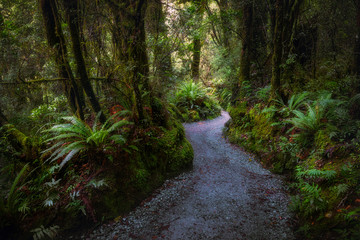 Obraz premium Path in fern forest
