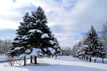 Sapporo winter scenery
