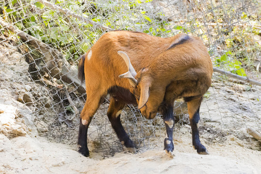 Image of a brown goat on nature background. Farm Animals.