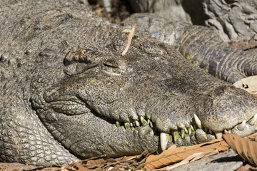 Image of a crocodile on nature background. Wild Animals.
