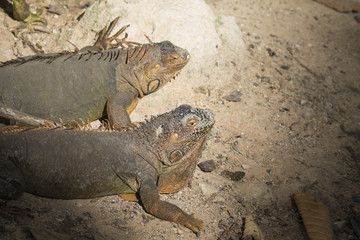 Image of a iguana on nature background. Wild animals.