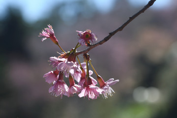 White Sakura flowers in nature Background.