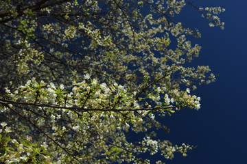 White Sakura flowers in nature Background.