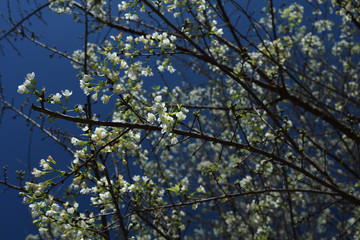 Fototapeta premium White Sakura flower in nature Background.