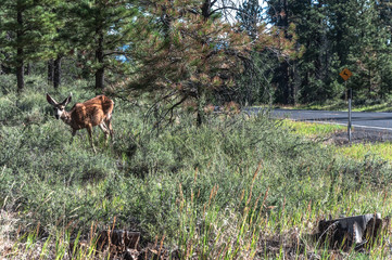 Female Deer in Bryce Canyon, Utah