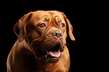 Close-up Portrait dog of breed Dogue de Bordeaux with opened mouth and amazement look isolated on...