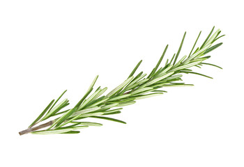 Fototapeta premium Świeże zielone gałązki rozmarynu na białym tle na białym tle