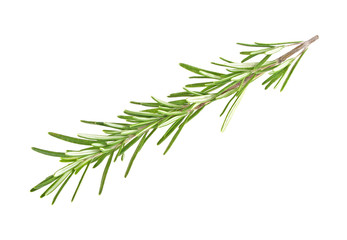 Fresh green sprig of rosemary isolated on a white background