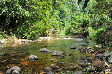 Naklejka na ściany i meble Water flows in the jungles of Asia