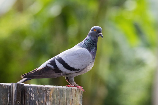 Image of a pigeon on nature background in thailand. Wild Animals