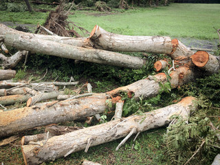 The problem of environmental degradation.