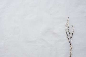 Obraz premium Pussy Willow branches on white muslin fabric with copy space from top view