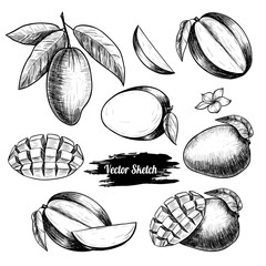 Vector mango hand drawn sketch . Sketch vector  food illustration. Vintage style - obrazy, fototapety, plakaty
