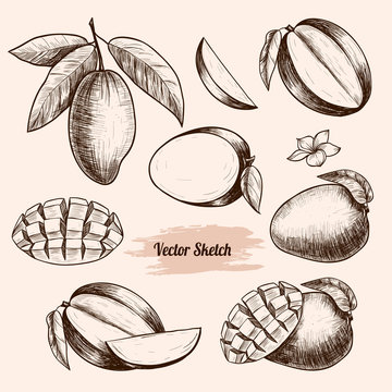Vector mango hand drawn sketch . Sketch vector  food illustration. Vintage style