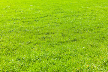 view of a grass field