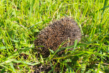 Hedgehog on green grass