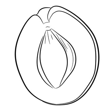 half of apricot contour on white background of vector illustrations