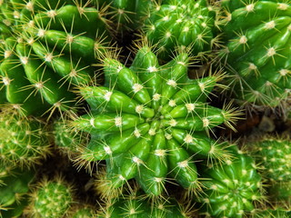 Close up top view cactus