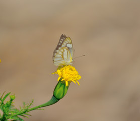 Closeup butterfly on flower.