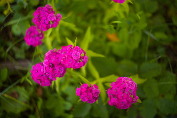 natural background with flowers of  carnations