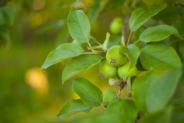 green organic apples on branch on  green background