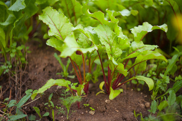 fresh beet sprouts in ground in village