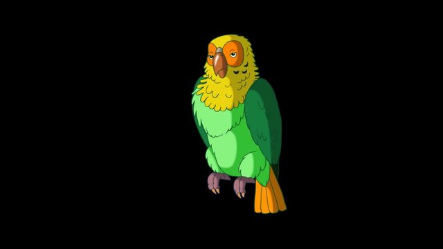 Green Parrot Wakes Up. Animated footage with alpha channel. Looped motion graphic.