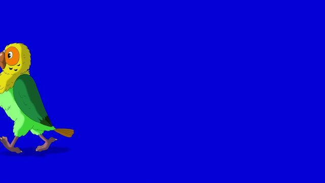 Green Parrot Walks. Animal on Blue Screen. Looped motion graphic.
