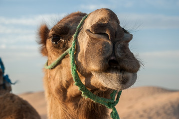 The head of a camel in the desert against the blue sky and the sand dunes