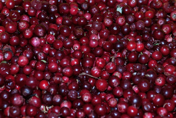 Fresh cowberry wallpaper