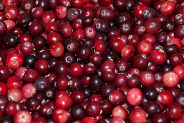 Fresh cranberry wallpaper