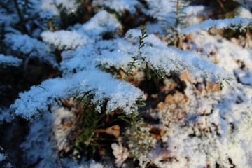 pine snowy forest, beautiful nature in winter - Denmark