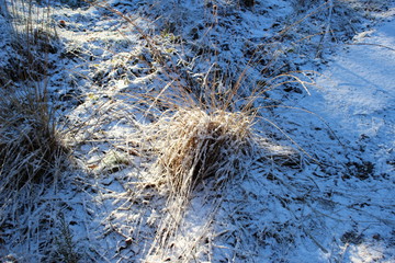 pine snowy forest, beautiful nature in winter - Denmark