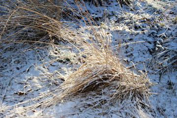pine snowy forest, beautiful nature in winter - Denmark