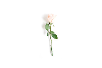 One beige rose on white background. Flat lay, top view. Valentine's background.