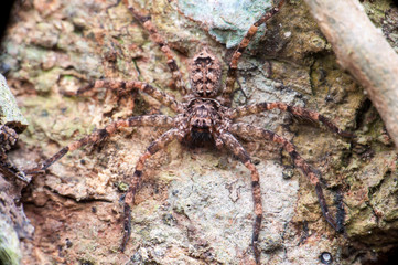 Lichen Huntsman Spider (Pandercetes gracilis) sit and stay still on a tree, hidden and carmourflage with the surface of the tree trunk