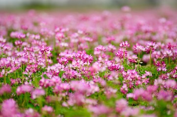 Fototapeta premium レンゲの花.