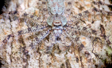 Lichen Huntsman Spider (Pandercetes gracilis) sit and stay still on a tree, hidden and carmourflage with the surface of the tree trunk