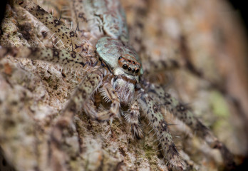 extreme and close view of Lichen Huntsman Spider (Pandercetes gracilis) sit and stay still on a tree